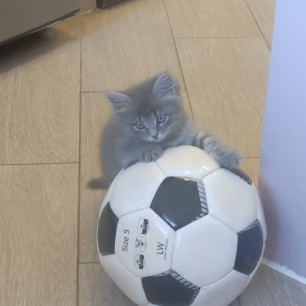 Кот-футболист