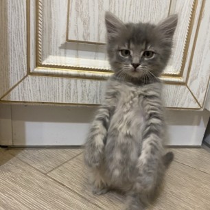 Серьезный котёнок
