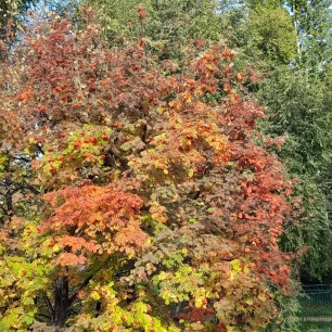 Рябиновое настроение