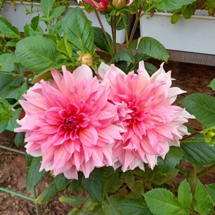 Две подружки