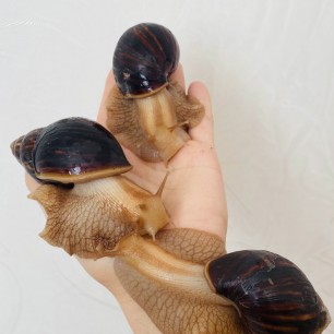 Мои улитки