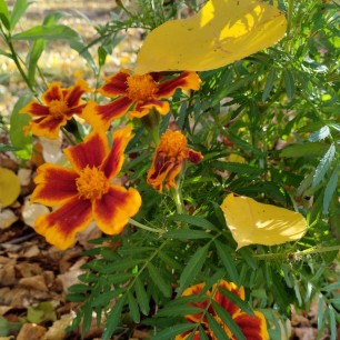 "Осенняя палитра"