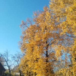 "Краски осени"