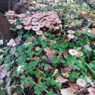 "Грибы осени"