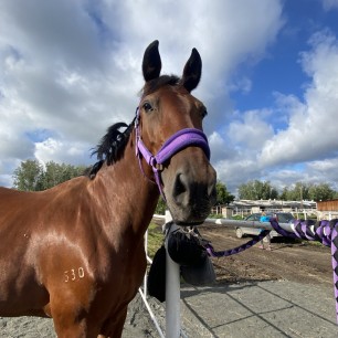 Лошадь мечты