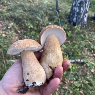 Крепкая парочка