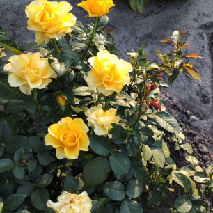 Вдохновение