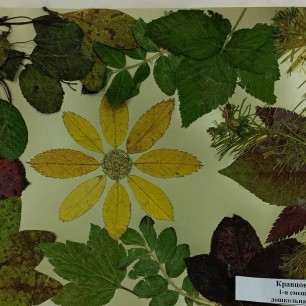 "Осень наступила"