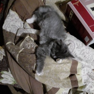 Сладкий сон.