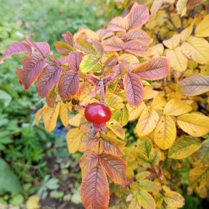 Одинока ягодка