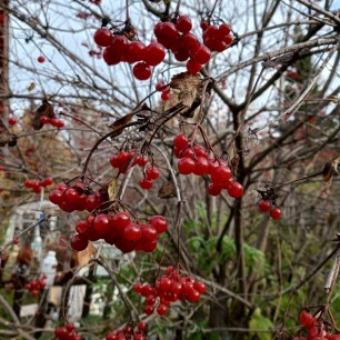 Калина - ягодка поздняя