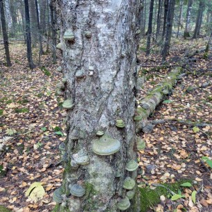 И такими могут быть грибы