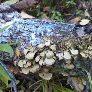 Дерево в грибах не с'едобных. Увы!