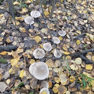 Дорожка из грибов