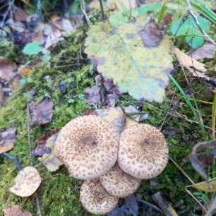 Дружная семейка.