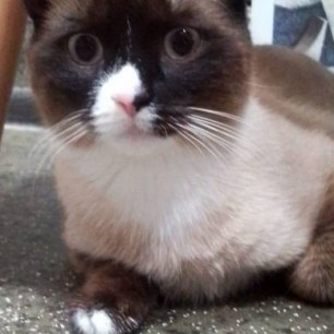 А у нас такая кошка!