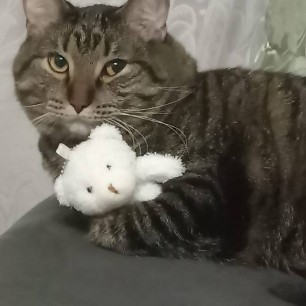 Барсик преодолевает стресс.