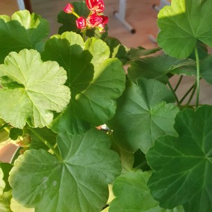 Красавица герань