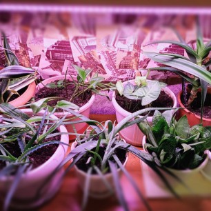 Цветы- радость