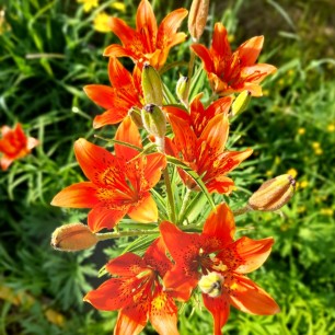 Цветущая Якутия