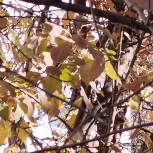 Последние дни осени