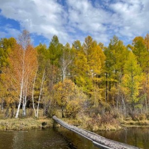 Деревья в золотистом наряде