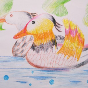 Пара уточек-мандаринок