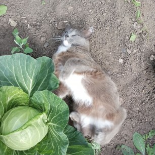 "А меня нашли в капусте!"