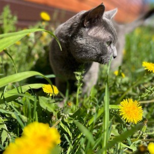 "Одуванчиковое лето"