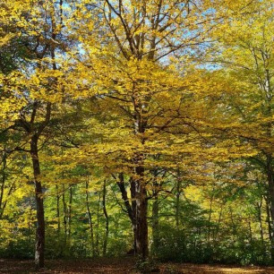 Осенний лес