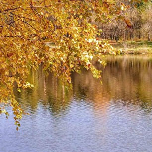 "Золотая осень"