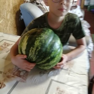 Арбуз