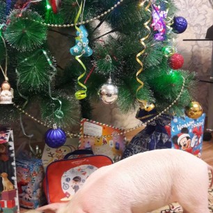 "Эти домашние животные!"