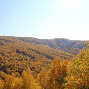 Осенний лес