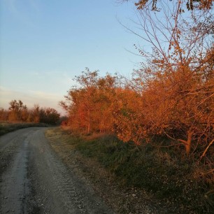 Осенняя дорога