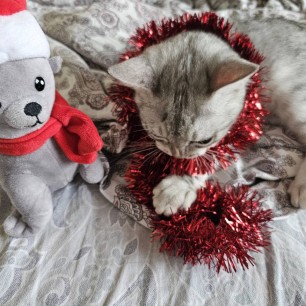 Мой котенок ждёт первый её новый год