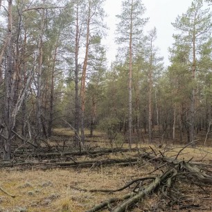 Осень в лесу