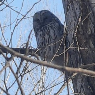 Встреча с совушкой в парке