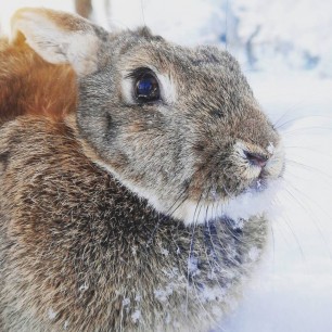 Мои любимчики