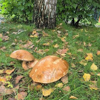 Осеннее чудо