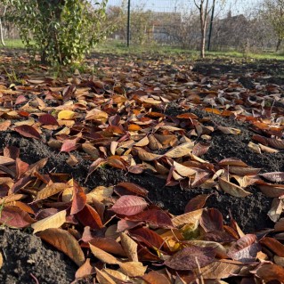 Очень в саду