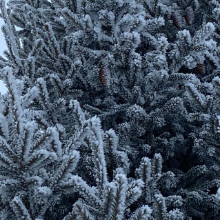 "Зимние узоры"