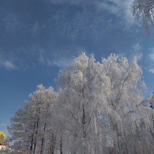 Деревья в серебре