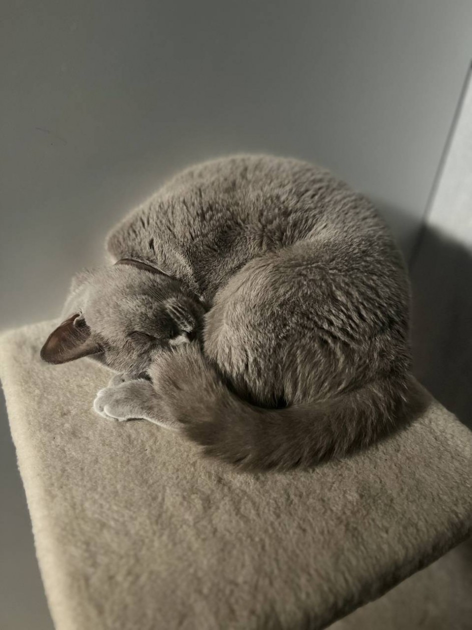 Моя кошка