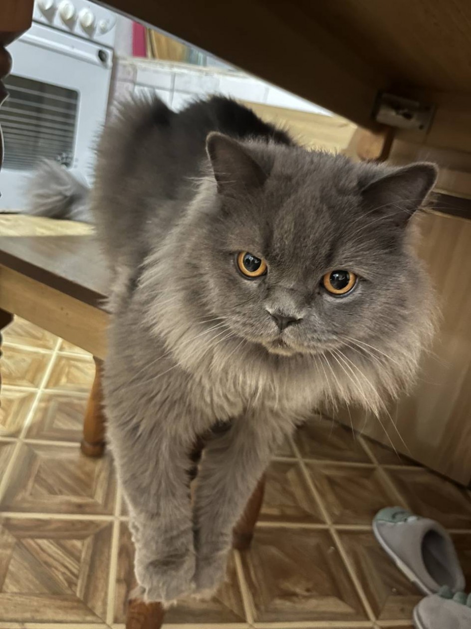 Мой любимый Котик