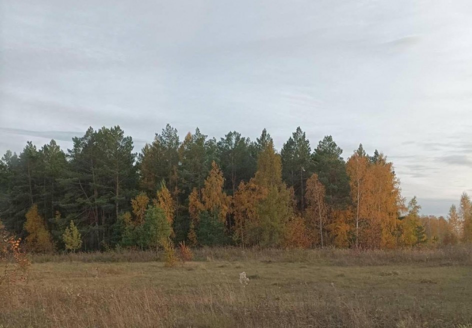 Осень в лесу