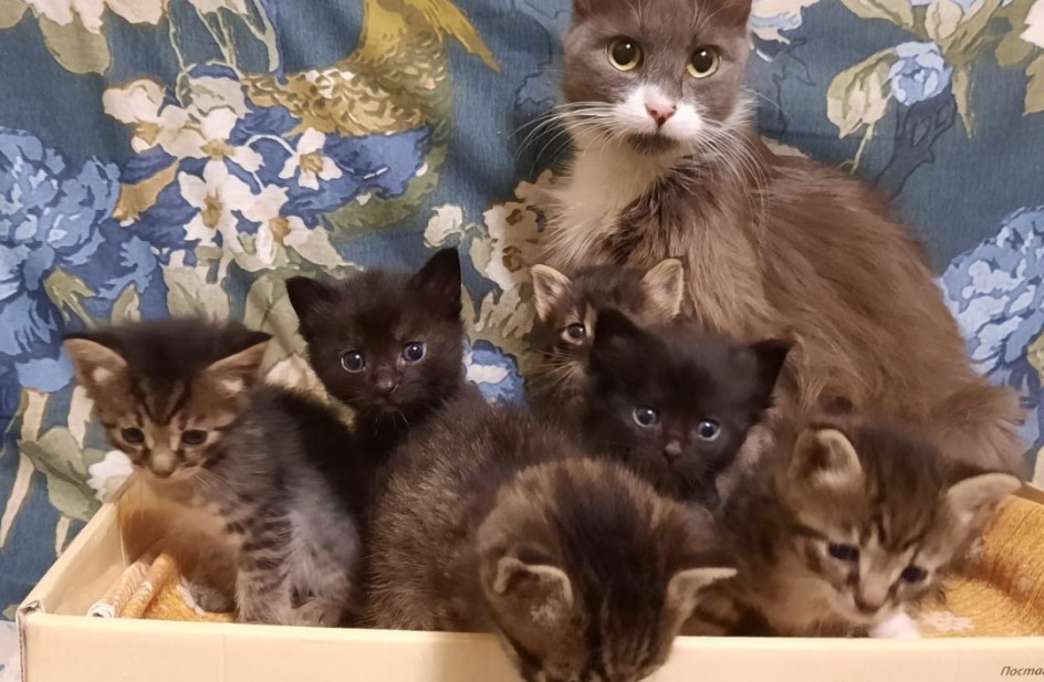 Родились у нас котята.