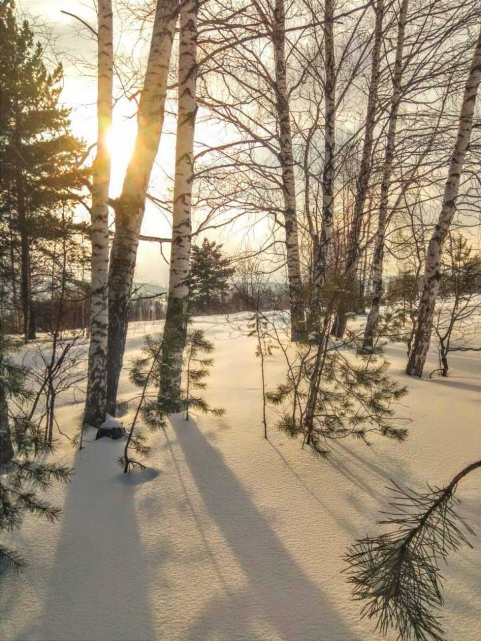 Зимнее утро в лесу