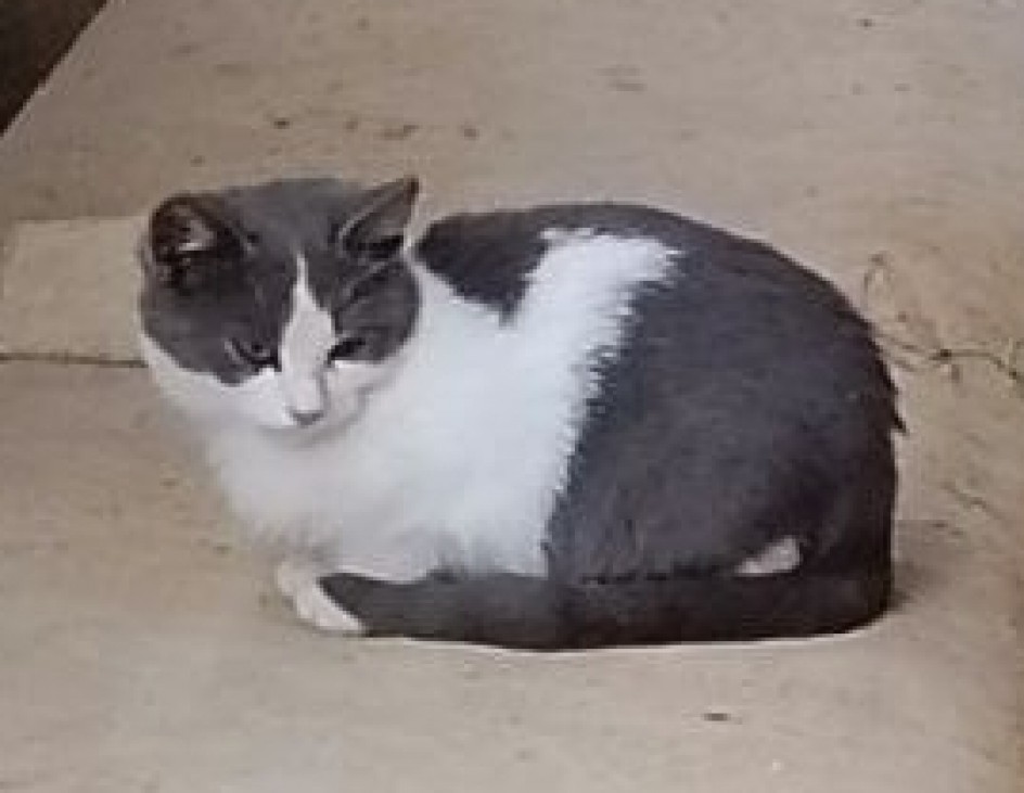 Кот Мурзик