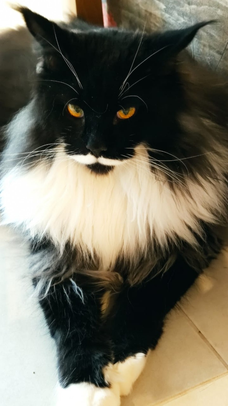 Кот ученый